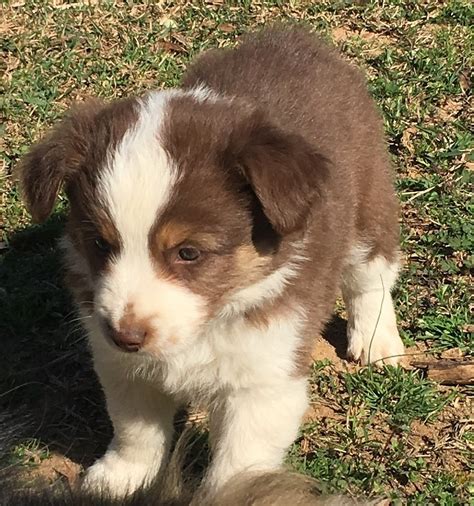 Ruby River Mini Aussies is the go-to place for those who are looking to welcome a Mini Australian Shepherd Puppy, as a new member to their family. . Mini australian shepherd puppies for sale in georgia